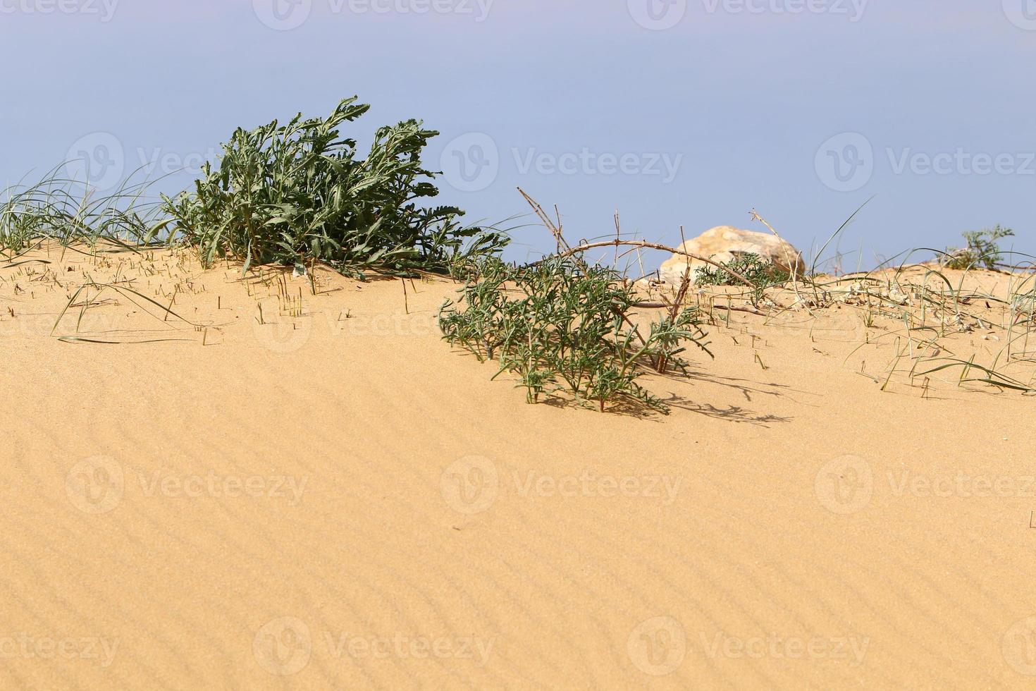 Green plants and flowers grow on the sand on the Mediterranean coast. photo