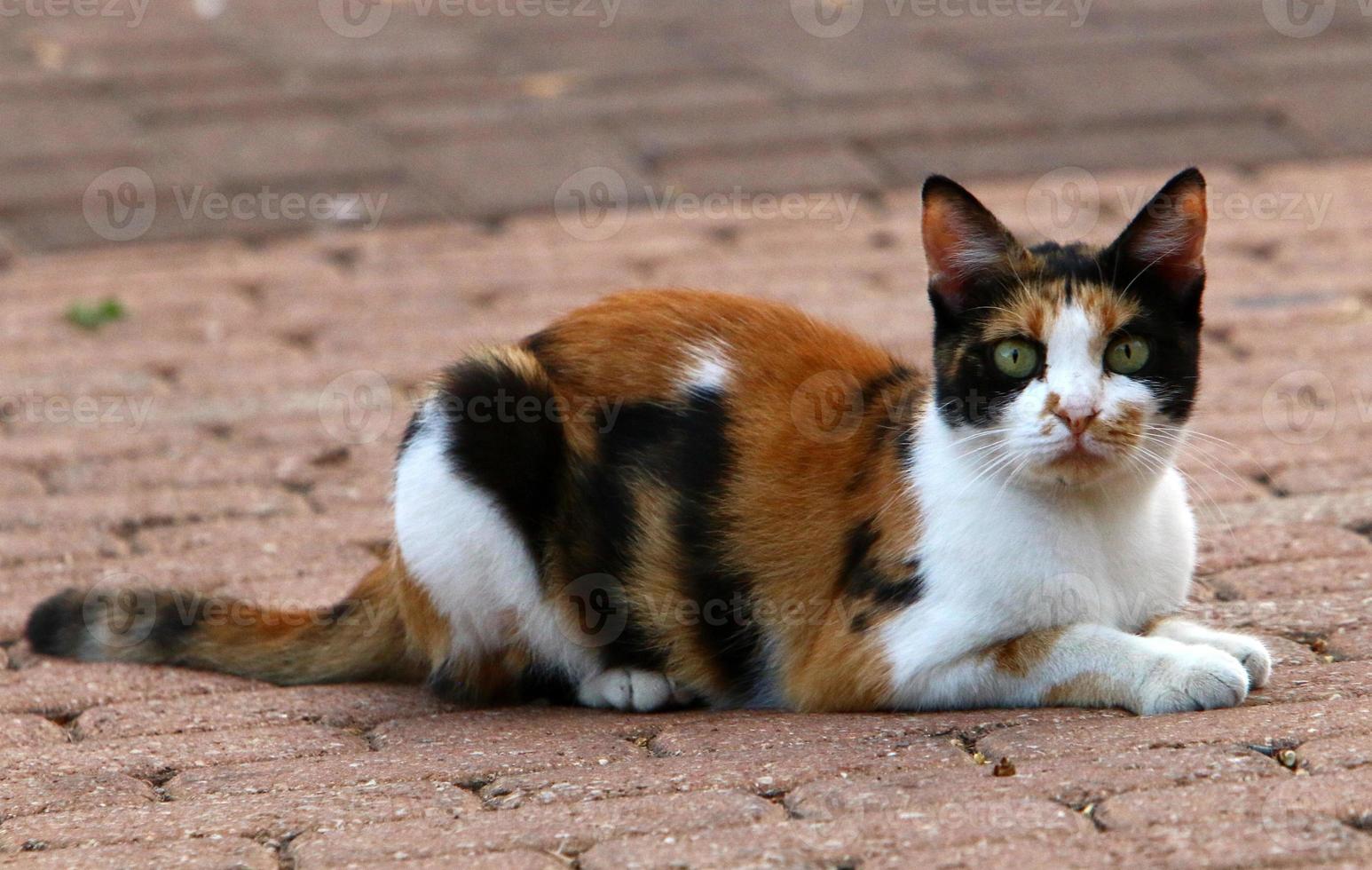 The domestic cat is a mammal of the cat family of the carnivora order. photo