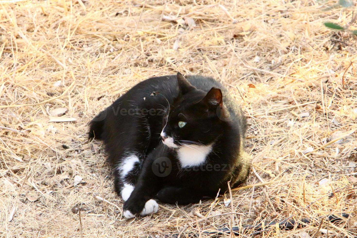 The domestic cat is a mammal of the cat family of the carnivora order. photo