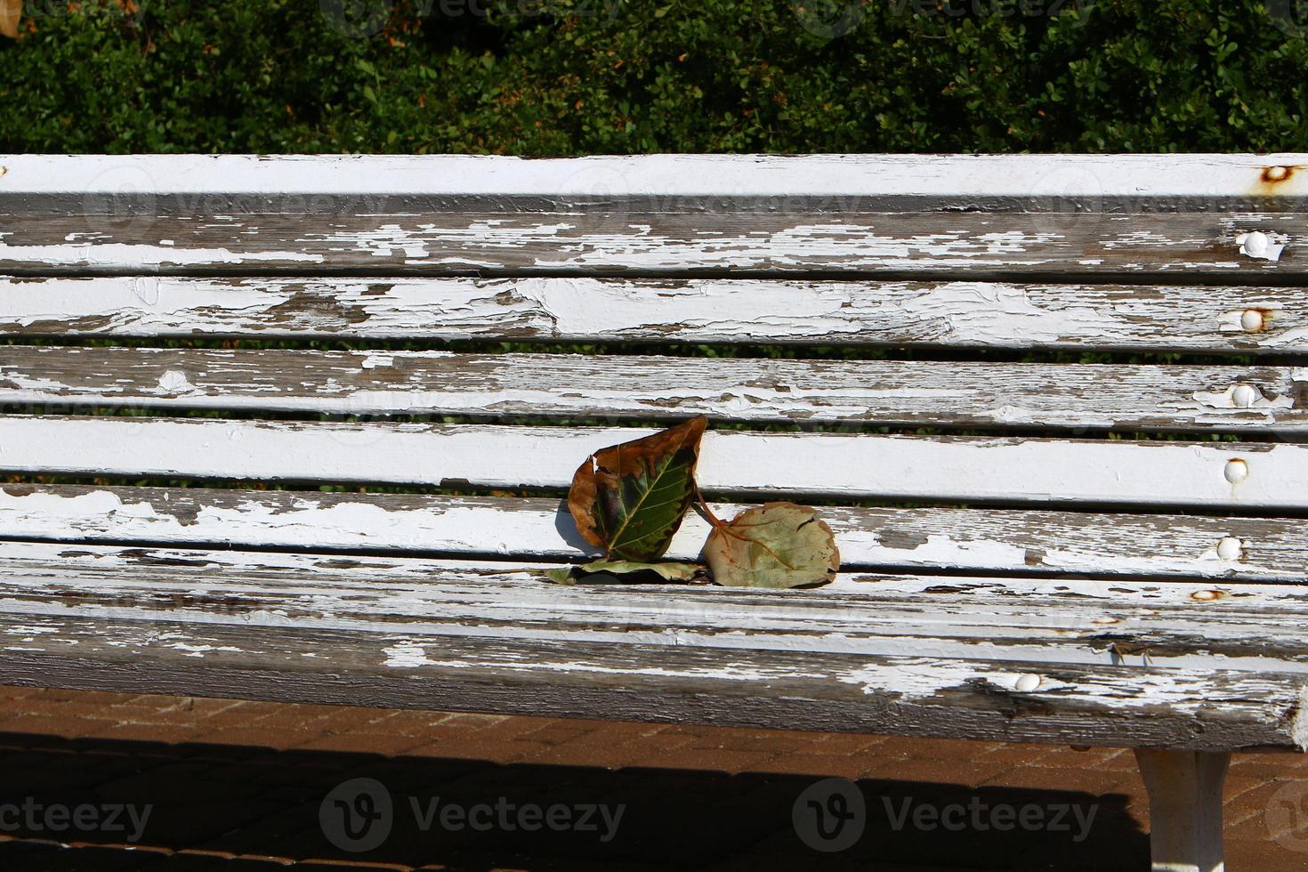 Bench for rest in a city park in Israel. photo