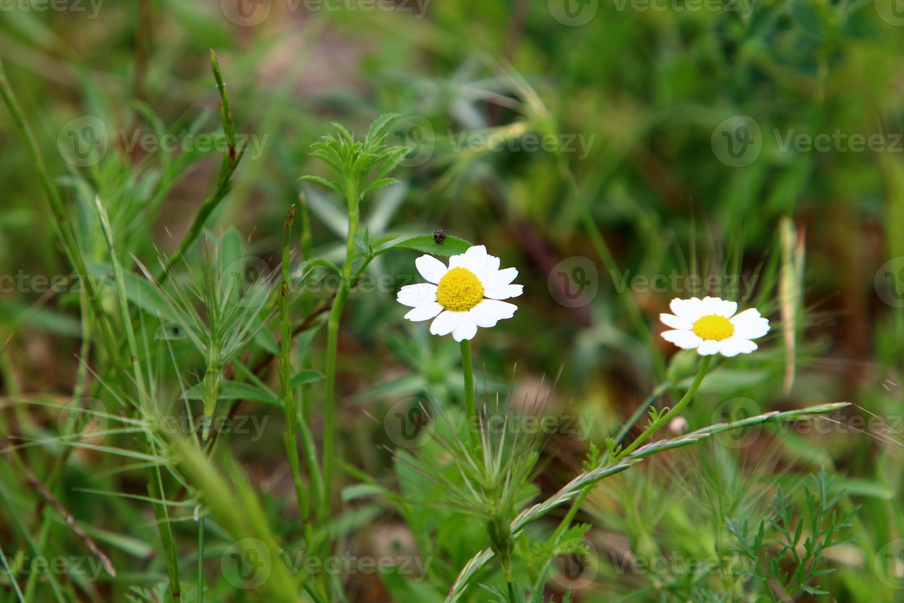 Daisy Bloom Leak: A Scientific Sensation! - 2e9svqs