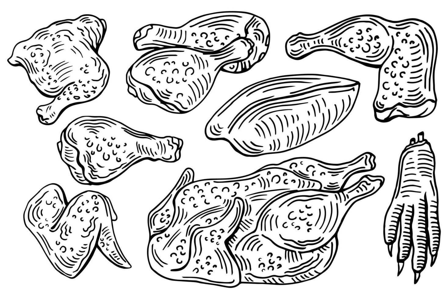 Chicken cuts, hen parts. Domestic bird meat set. Engraving sketch style. parts of carcass vector