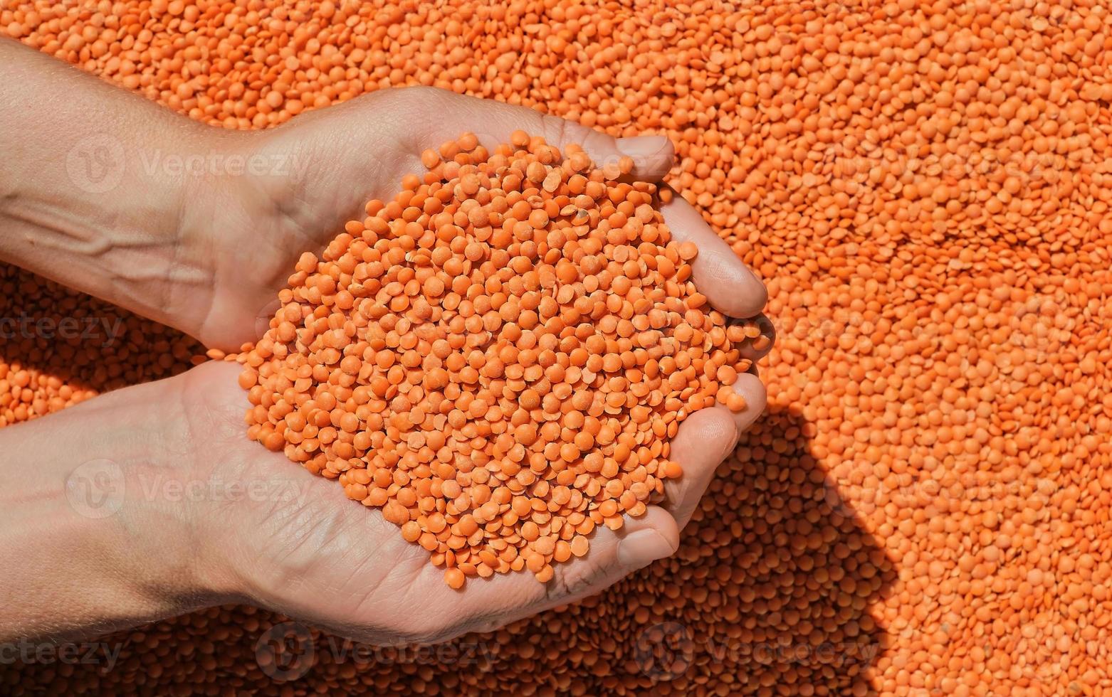 Red lentils in the hands of a woman, nutritious vegetable protein, top view, harvesting. Idea for a banner or product advertisement, wallpaper for an article with a recipe or diet description photo