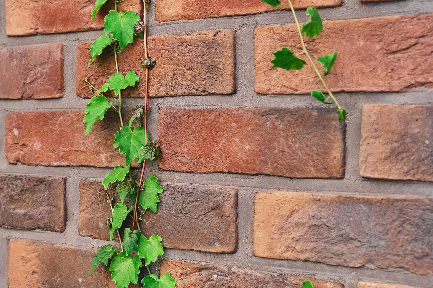 Ivy on a red brick wall, selective focus on an ivy branch. Horizontal frame, idea for decorating space at home or studio, background with decorative plants for decoration photo