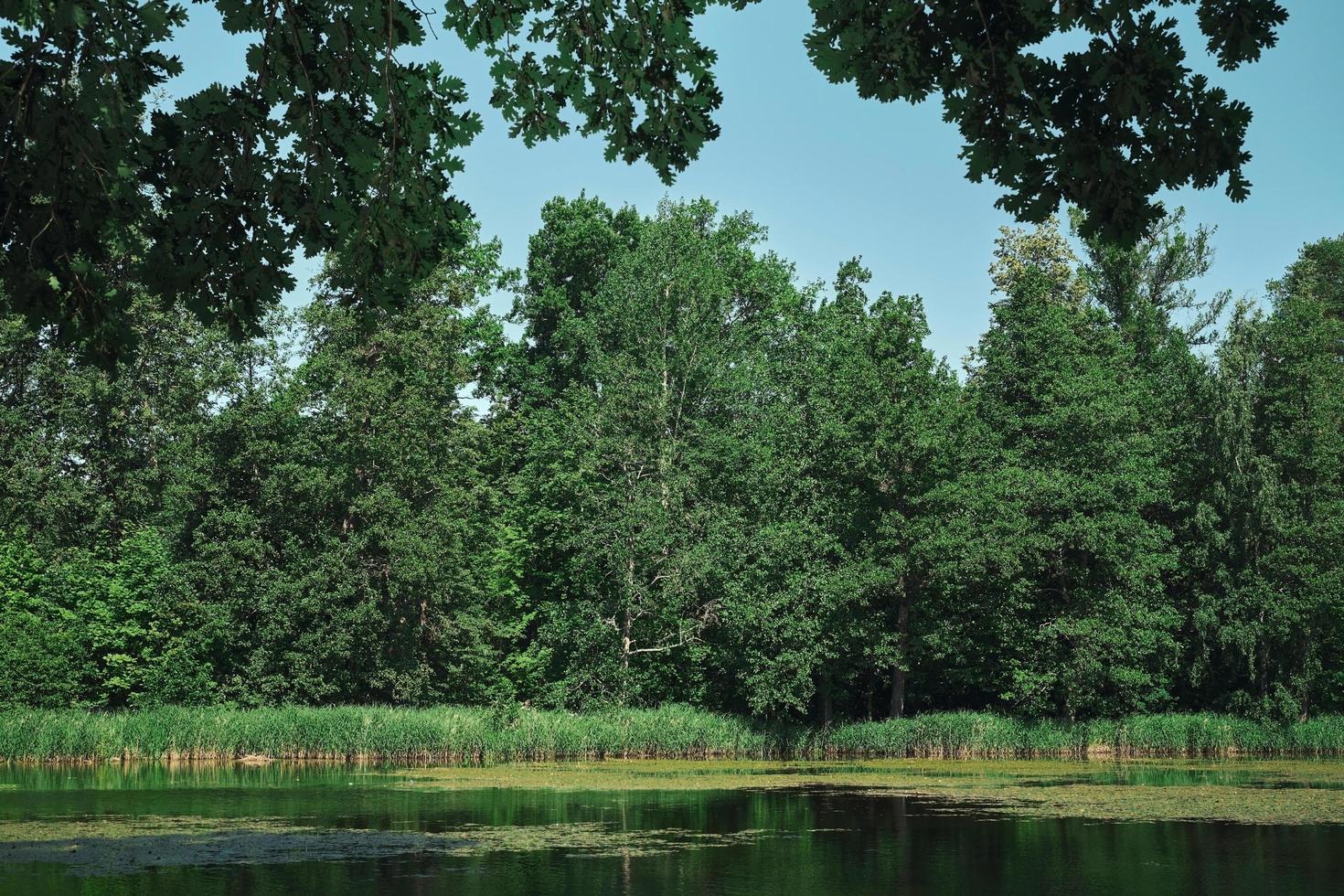 lago del bosque al mediodía, pleno verano en finlandia. cielo azul claro, fondo natural. idea de marco horizontal para papel tapiz o pancarta sobre el ecosistema forestal foto