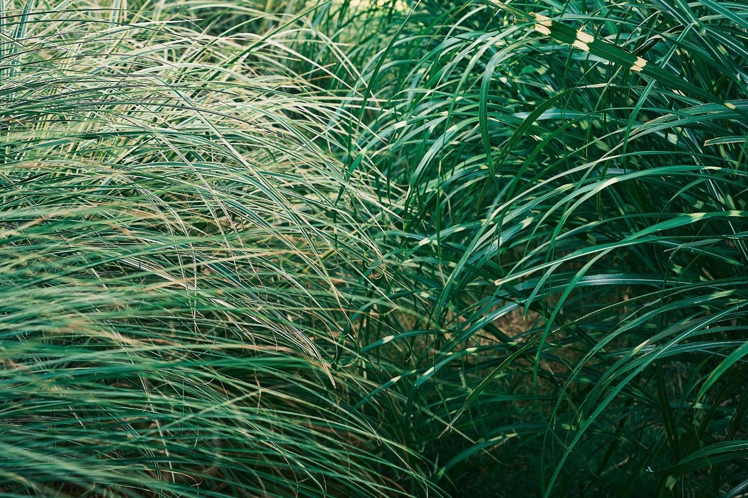 Blurred natural background. Footpath in park overgrown with dense garden grass, selective focus, care for nature, garden art. Herbs with green and white leaves, background or splash for nature banner photo