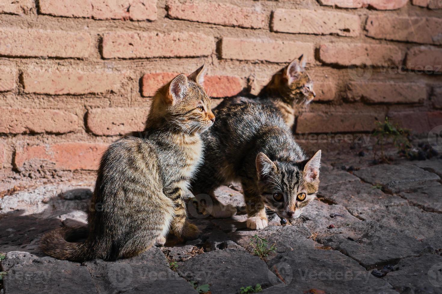 Kittens on the streets of the old city, animals in the urban environment. Selective focus on cats. Animal care, city ecosystems, the idea of coexistence in the city ecosystem photo