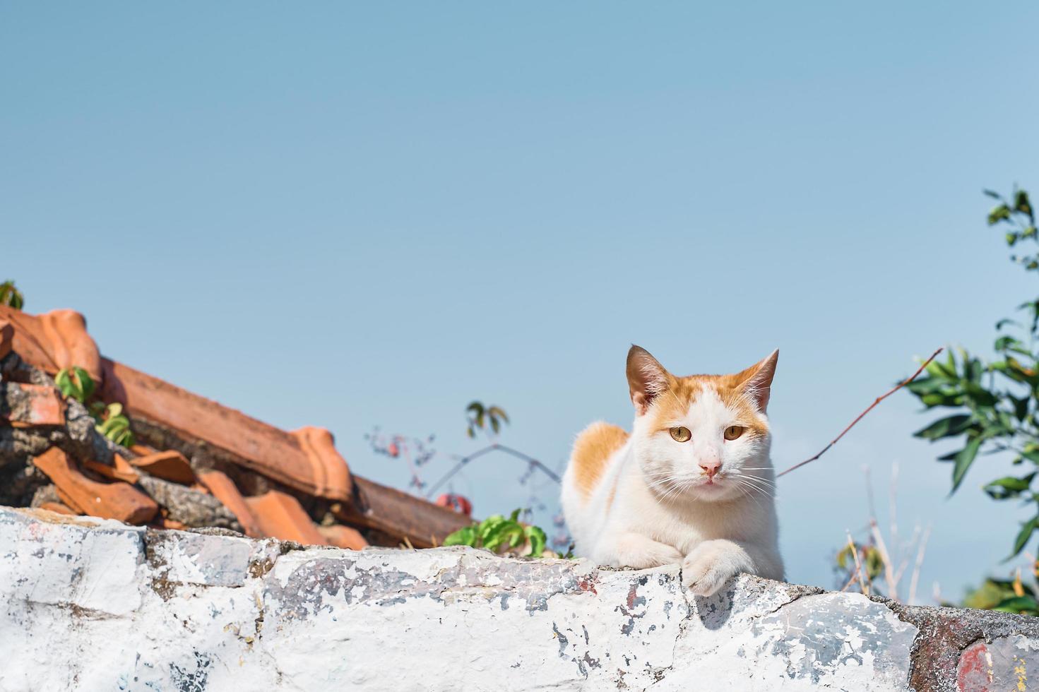 Cat sits on the fence, looks into the frame, the streets of the old city, animals in the urban environment. Animal care, urban ecosystems, the idea of coexistence in the urban ecosystem photo