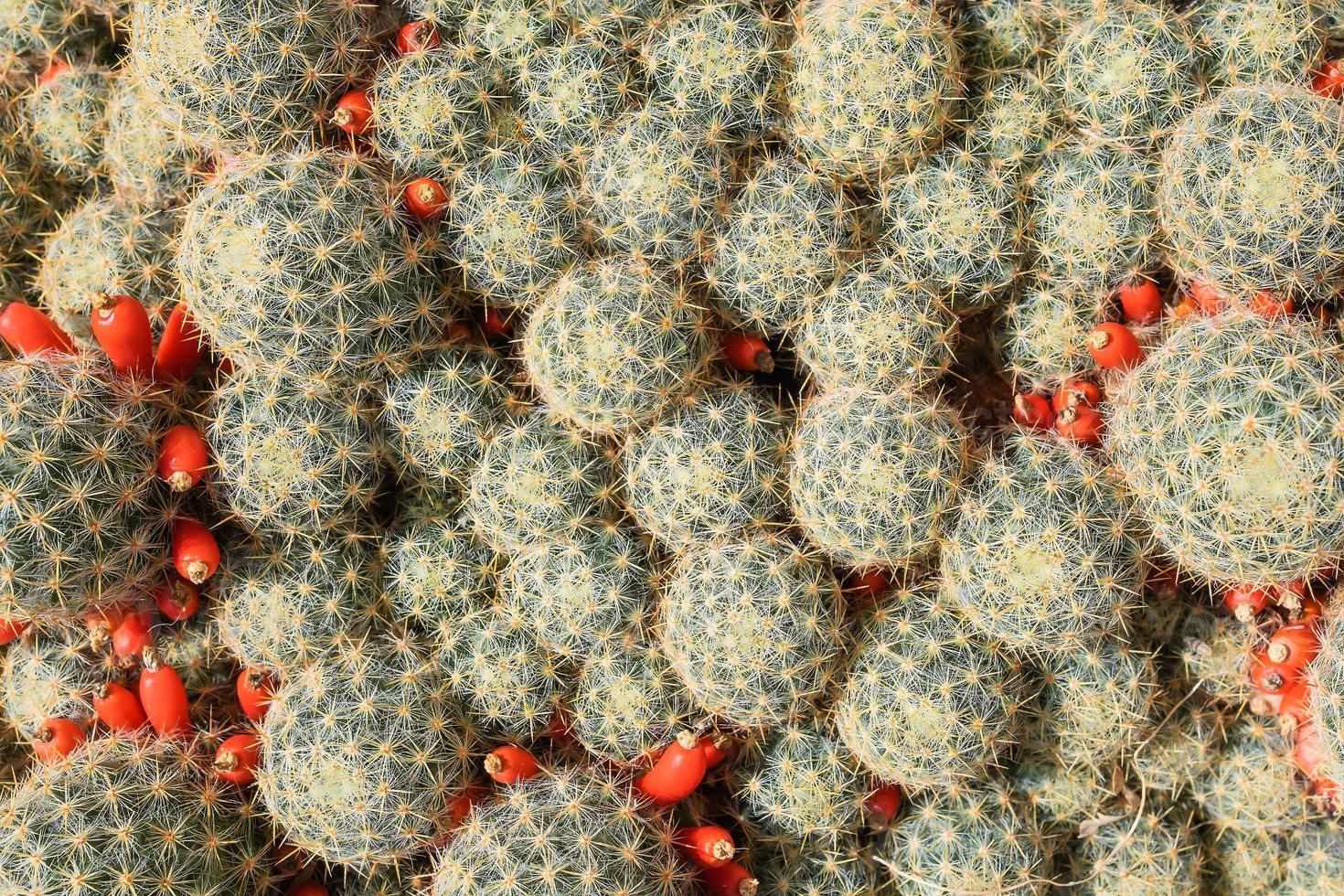 Cacti, potted plants top view, succulents in interior, idea for background or screensaver. photo