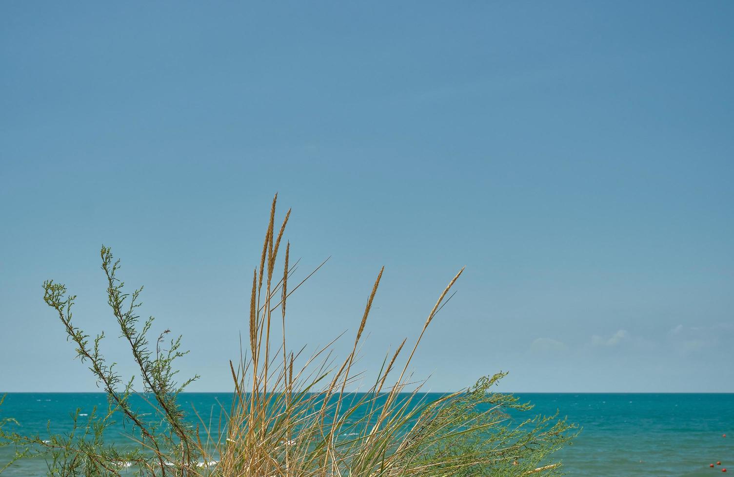 Panorama of the sea with sand dunes, focus on the grass, blurred blue sky background, summer weekend, background for screensaver or wallpaper for screen or advertising, free space for text photo