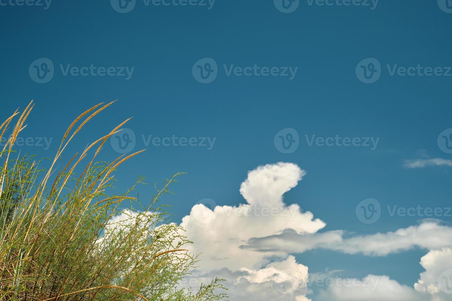 Blue sky with cumulus clouds, selective focus on grass, blurred background. The idea of a weekend at sea, summer time photo