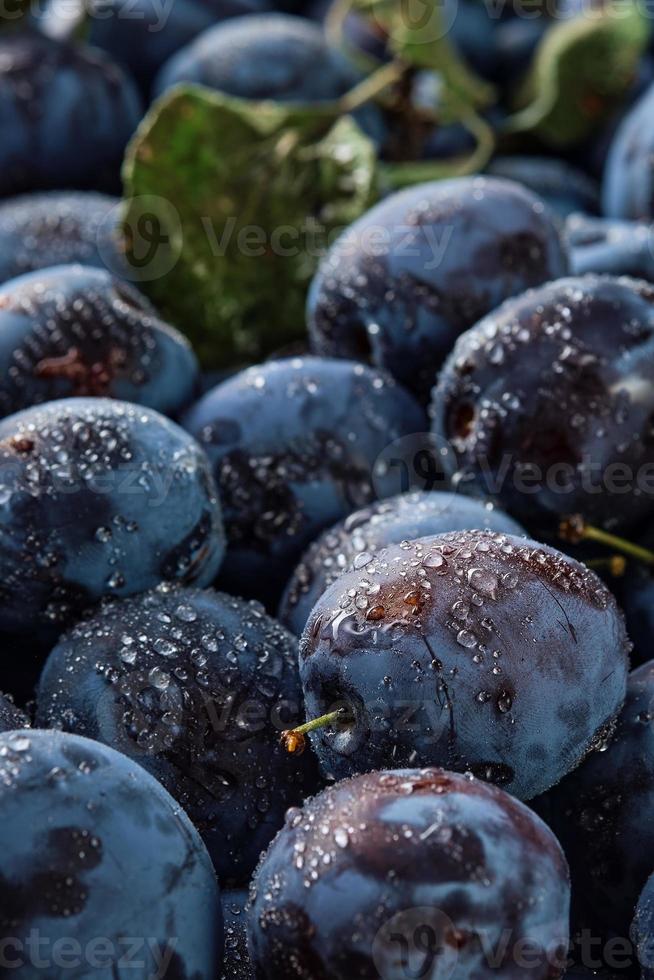 Vertical background of fresh organic plums in water drops, close-up. Selective focus, shallow depth of field. Beautiful ripe fruit prunes, fruit harvesting in autumn, eco-products from the farm. photo