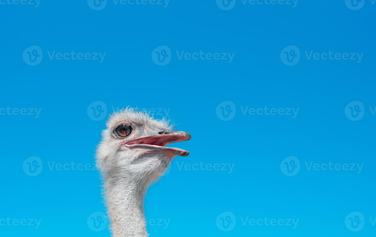 Portrait of an ostrich on a sunny day against a blue sky, free space. Idea for advertisement or announcement photo