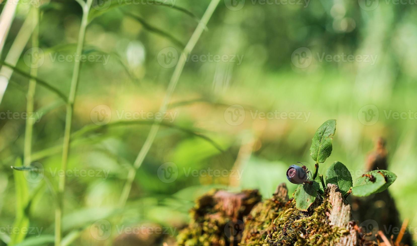 Red wood ant on a devil branch. Green forest background with free space copy. The idea of the ecosystem of nature, care for the well-being of ecology photo