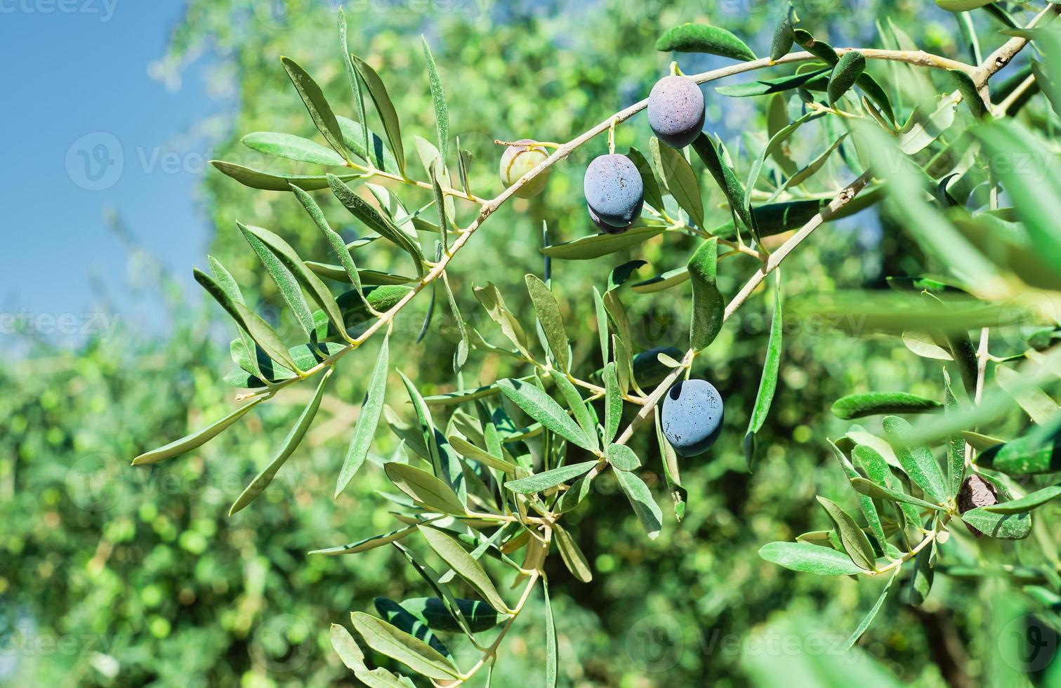 Ripe Olive Tree Black Fruits Stock Photo - Image of detail