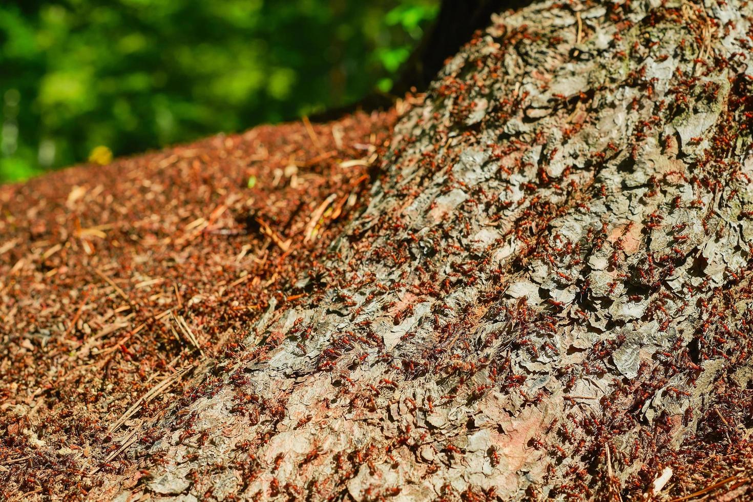 Forest anthill, close-up. Red forest ants - part of the forest ecosystem, care for nature, climate change ecology problems. Frames for background about nature with free space photo