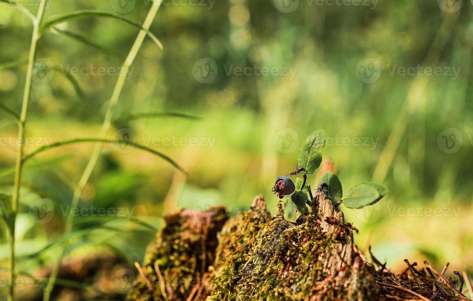 las hormigas rojas corren sobre un viejo tocón, un arbusto de arándanos contra el fondo de un bosque. fondo de bosque verde con copia de espacio libre. la idea del ecosistema de la naturaleza, el cuidado del bienestar de la ecología foto