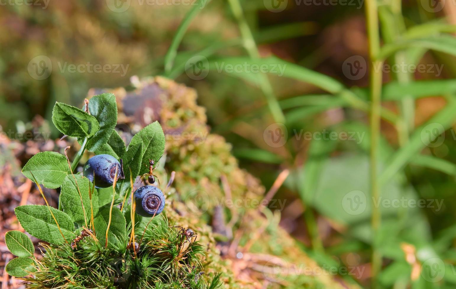 Red wood ant crawls on a blueberry bush, with ripe berries, close-up, selective focus. Berry picking season. Idea for wallpaper or banner about forest ecosystem photo