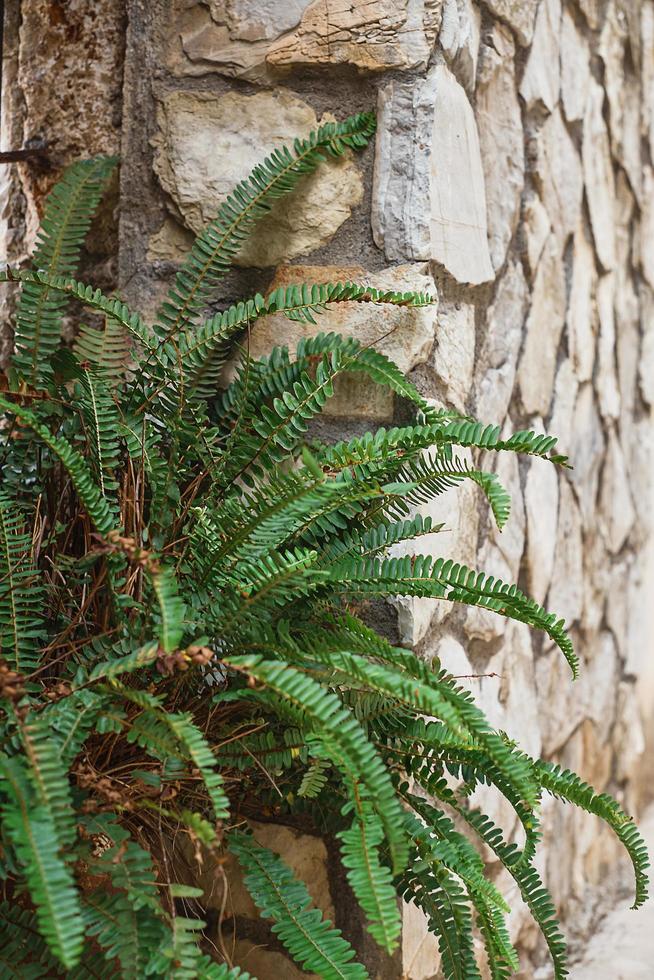 Fern bush on a stone wall, vertical frame, selective focus. Background idea about home plants, urban environment photo