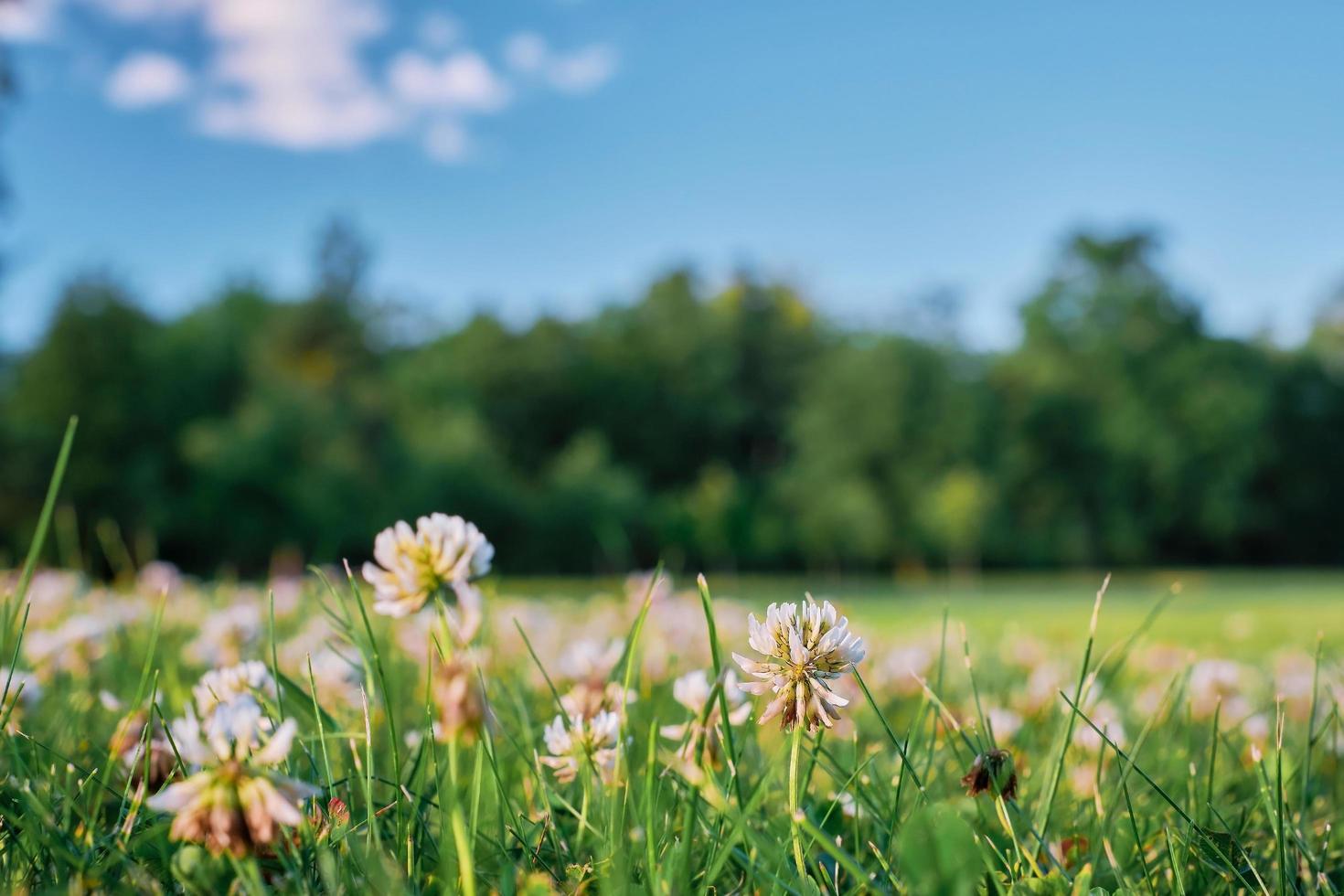 hermoso paisaje panorámico natural de verano o primavera con flores de trébol en un prado contra un cielo azul con nubes blancas y una línea de bosque. brillante imagen artística expresiva de la naturaleza de verano. foto
