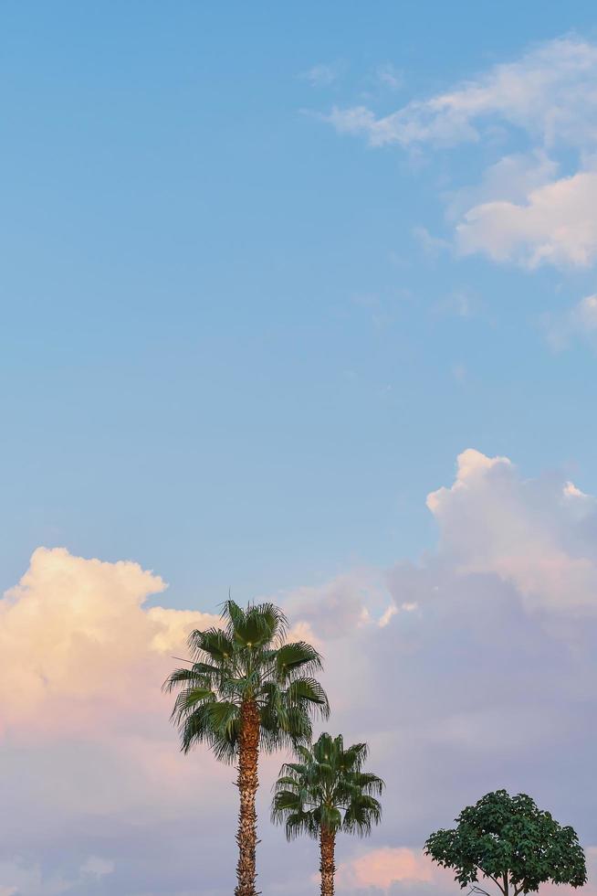 marco vertical de una palmera contra un cielo azul con nubes, una puesta de sol en la costa de Turquía, una idea para un fondo o papel tapiz para una pantalla con espacio para texto foto