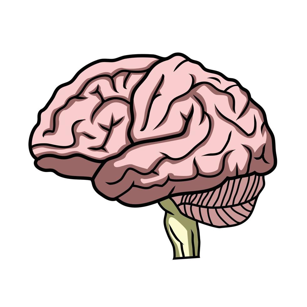 ilustración del cerebro humano vector