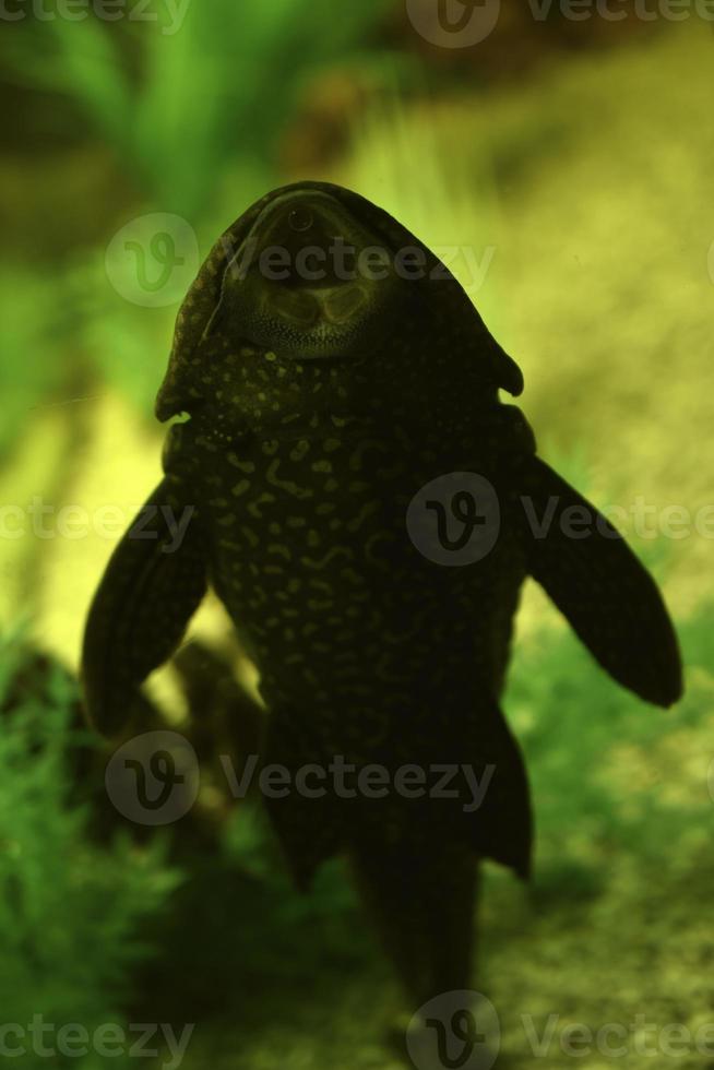 The blue ancistrus catfish or common ancistrus Ancistrus dolichopterus is one of the most common species of the chain-mail catfish family Loricariidae, an aquarium fish. photo