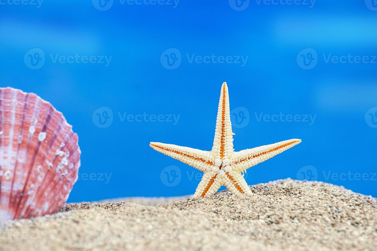 Starfish and pink sea shell on sand. Vacation, travel, beach concept. Copy space photo