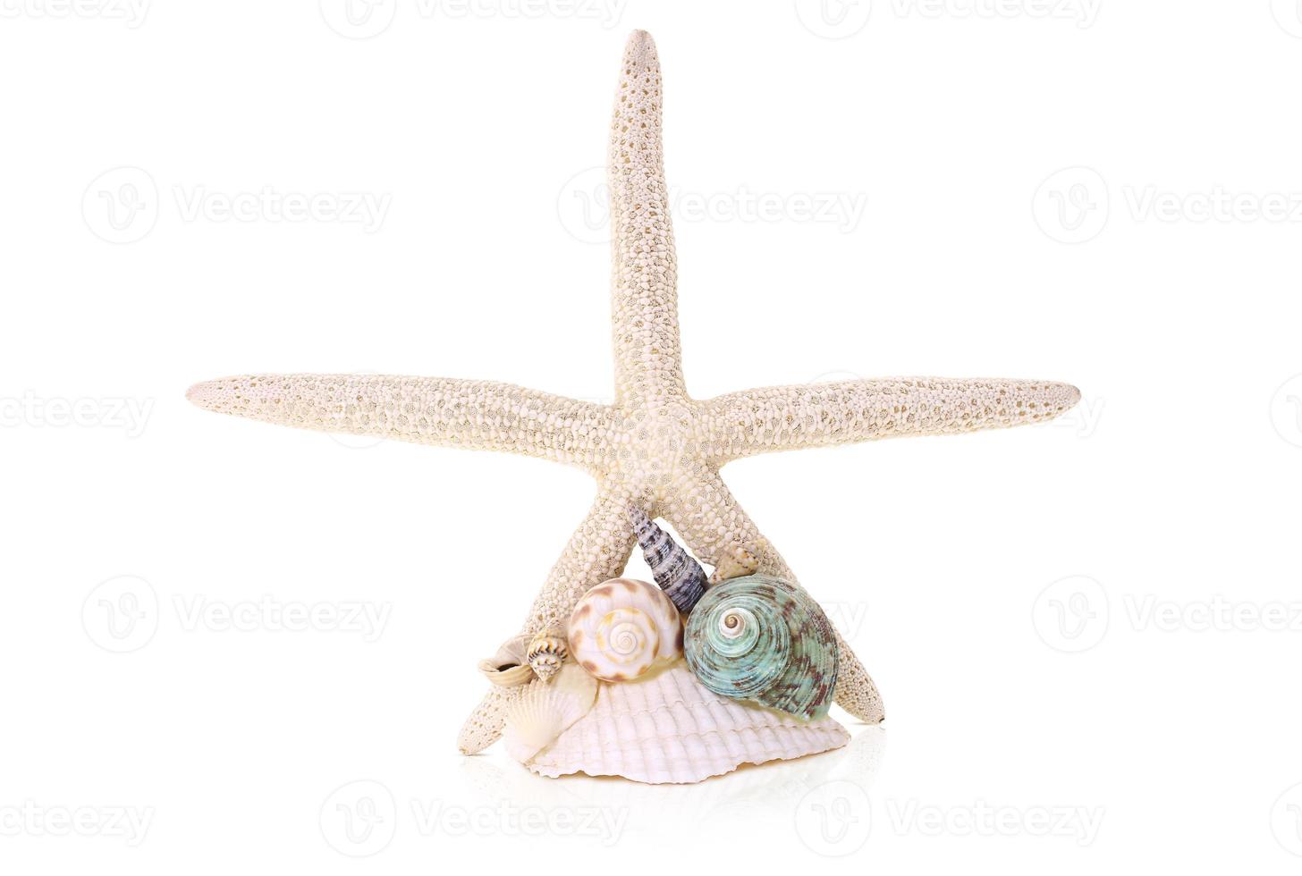 White starfish with seashells and conch on white isolated background. Concept of beach, travel. Copy space photo