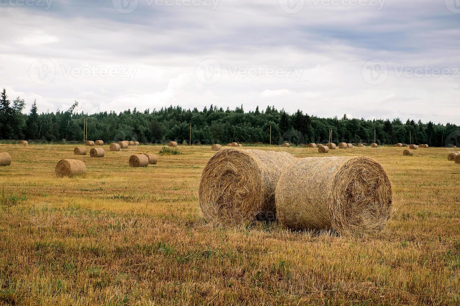 Haystacks in the field after harvest on a cloudy day. photo