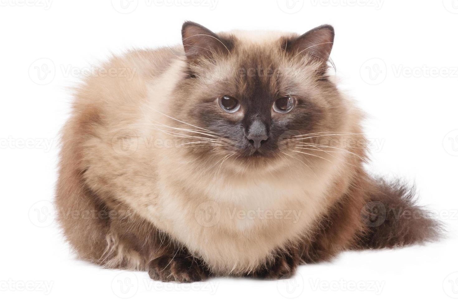 Portrait of a cat. A cat of the Neva masquerade color point breed is young on a white background. photo