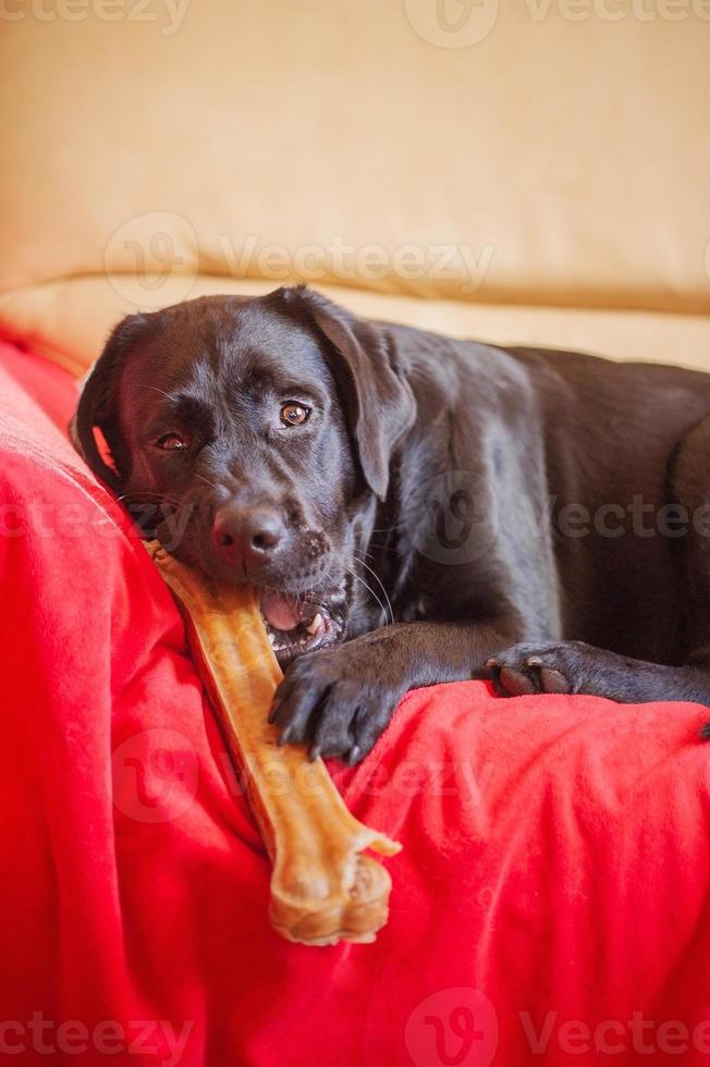 un perro labrador negro con un hueso. la mascota está echada en el sofá sobre la manta. foto