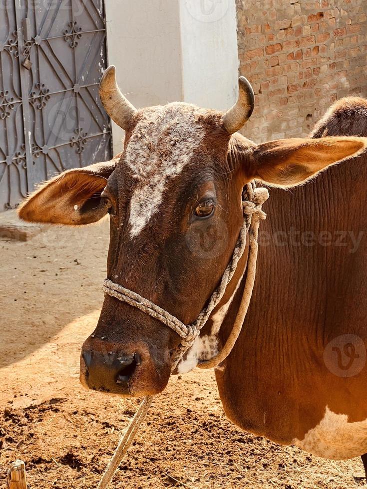 vaca y su bebé blanco y marrón foto