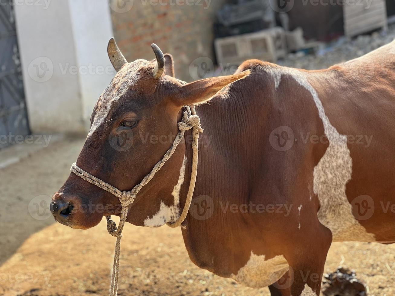 Cow and her baby white and brown photo