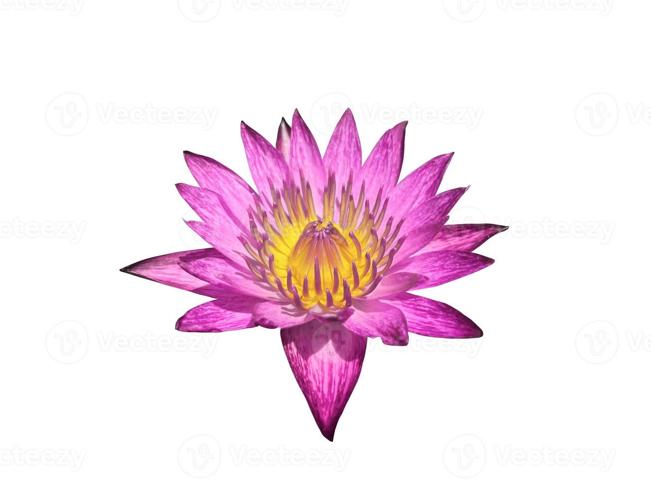 isolated pink lotus blossom on a white background, with clipping path. photo