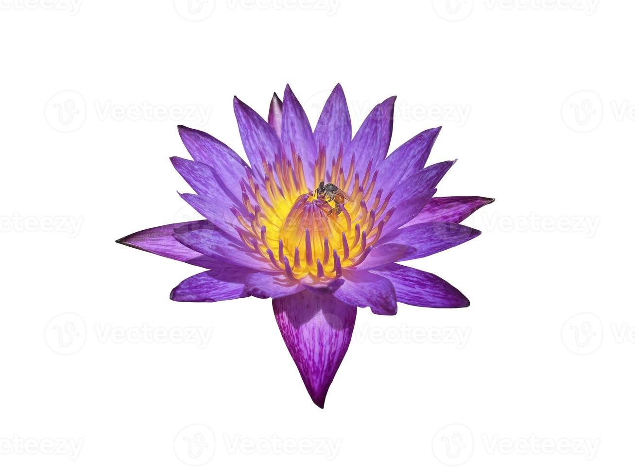 isolated purple lotus blossom with bees sucking nectar from pollen, on a white background, with clipping path.soft and selective focus. photo