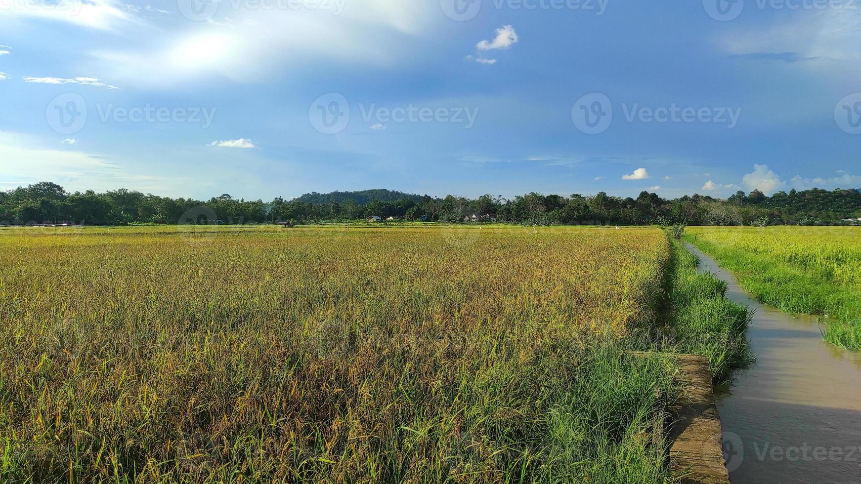 View of rice fields with rice that is starting to turn yellow and blue sky background photo