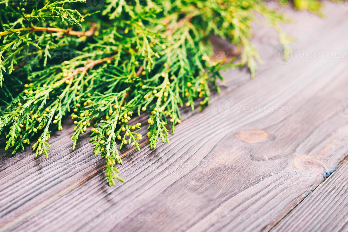 Branch thuja on dark wooden background with copy space. Toned photo