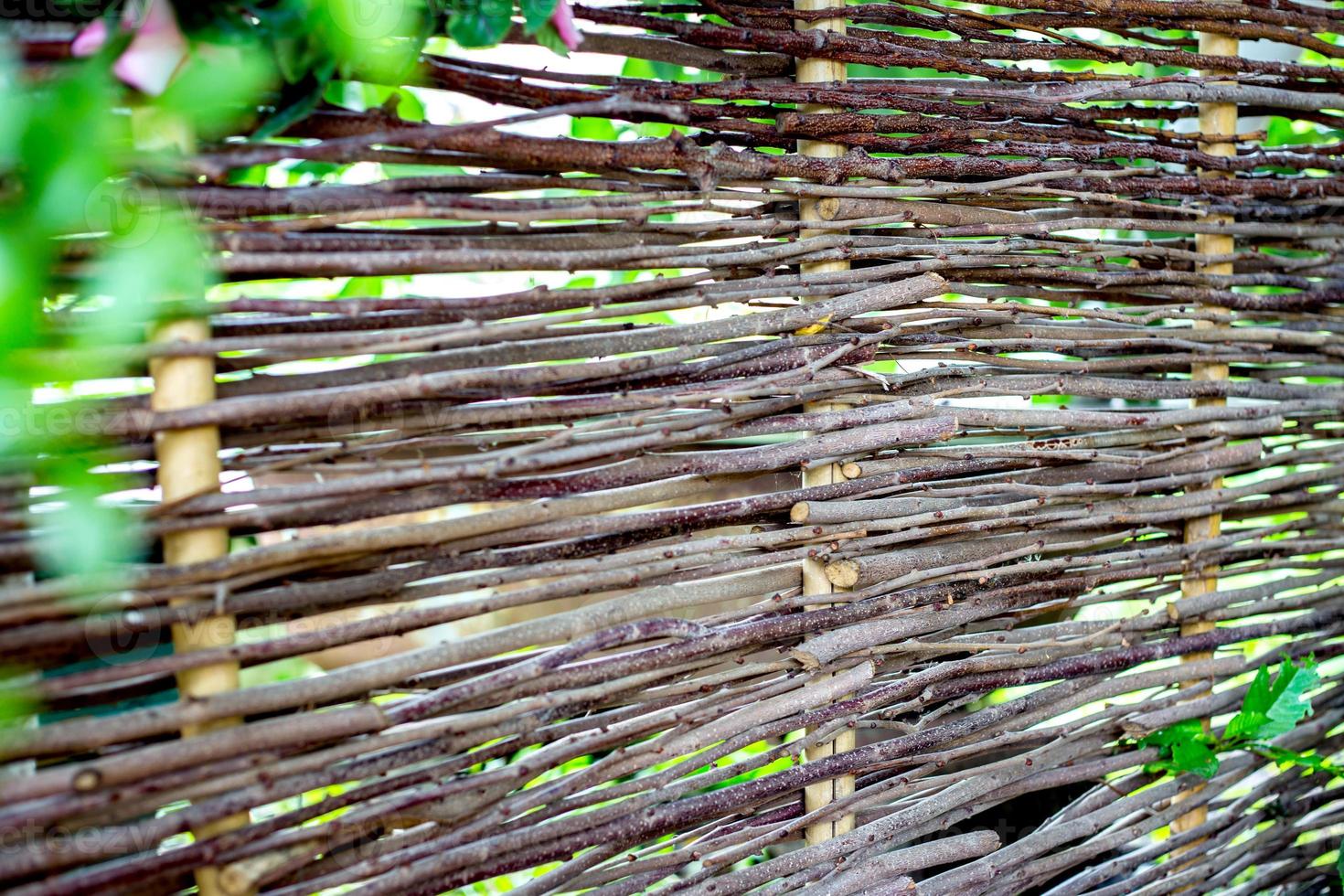 Woven willow fence, twined bindweed against a background of green grass photo