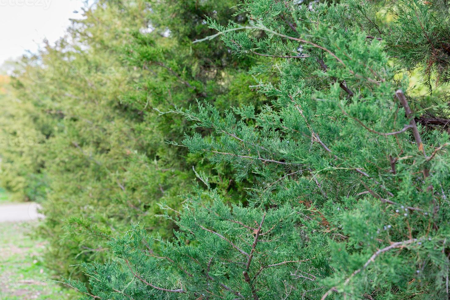 Green Hedge of Thuja Trees cypress or juniper . Bush green natural background. Leaves of pine tree close up photo