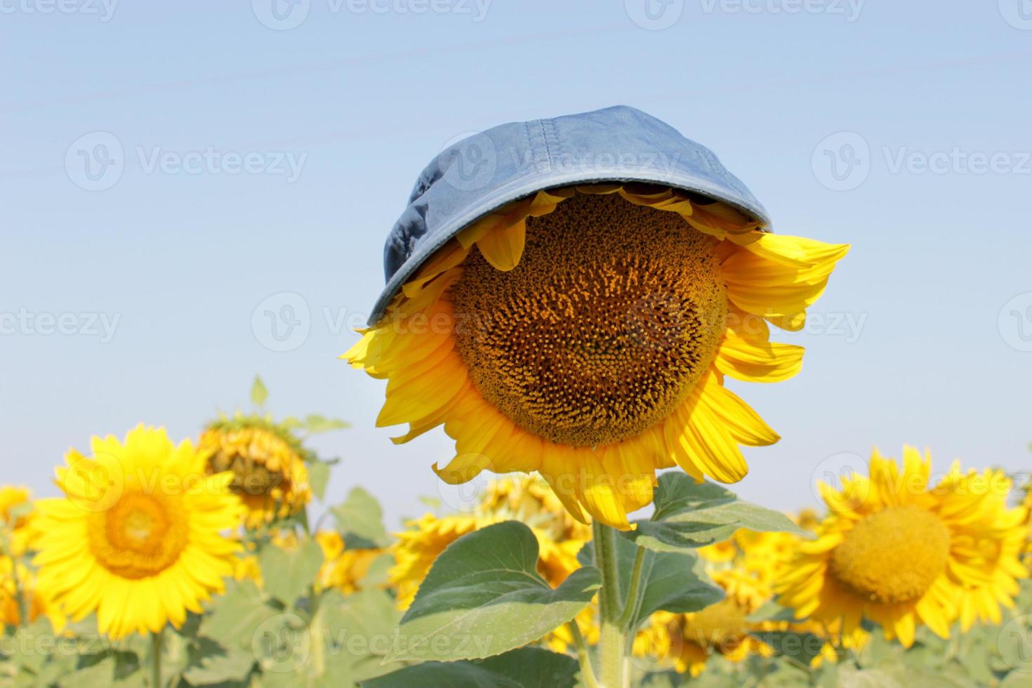 Sunflowers garden. Sunflower in a cap under the scorching sun. Sunflowers have abundant health benefits. photo