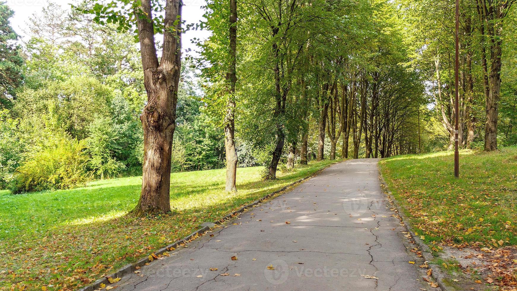 Beautiful Green Forest In Summer. Countryside Road, Path, Way, Lane, Pathway On Sunny Day In Spring Forest photo