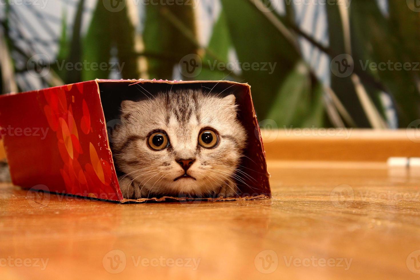 Scottish kitten peeking in the box. photo