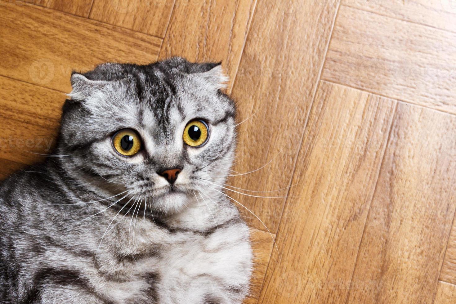 Surprised Cat lying on the floor, close up. British cat lying on the floor with copy space photo