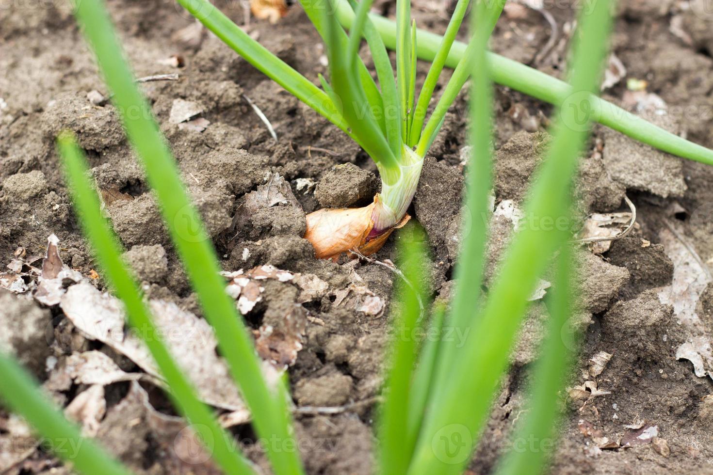 Germinated onion in soil close-up photo