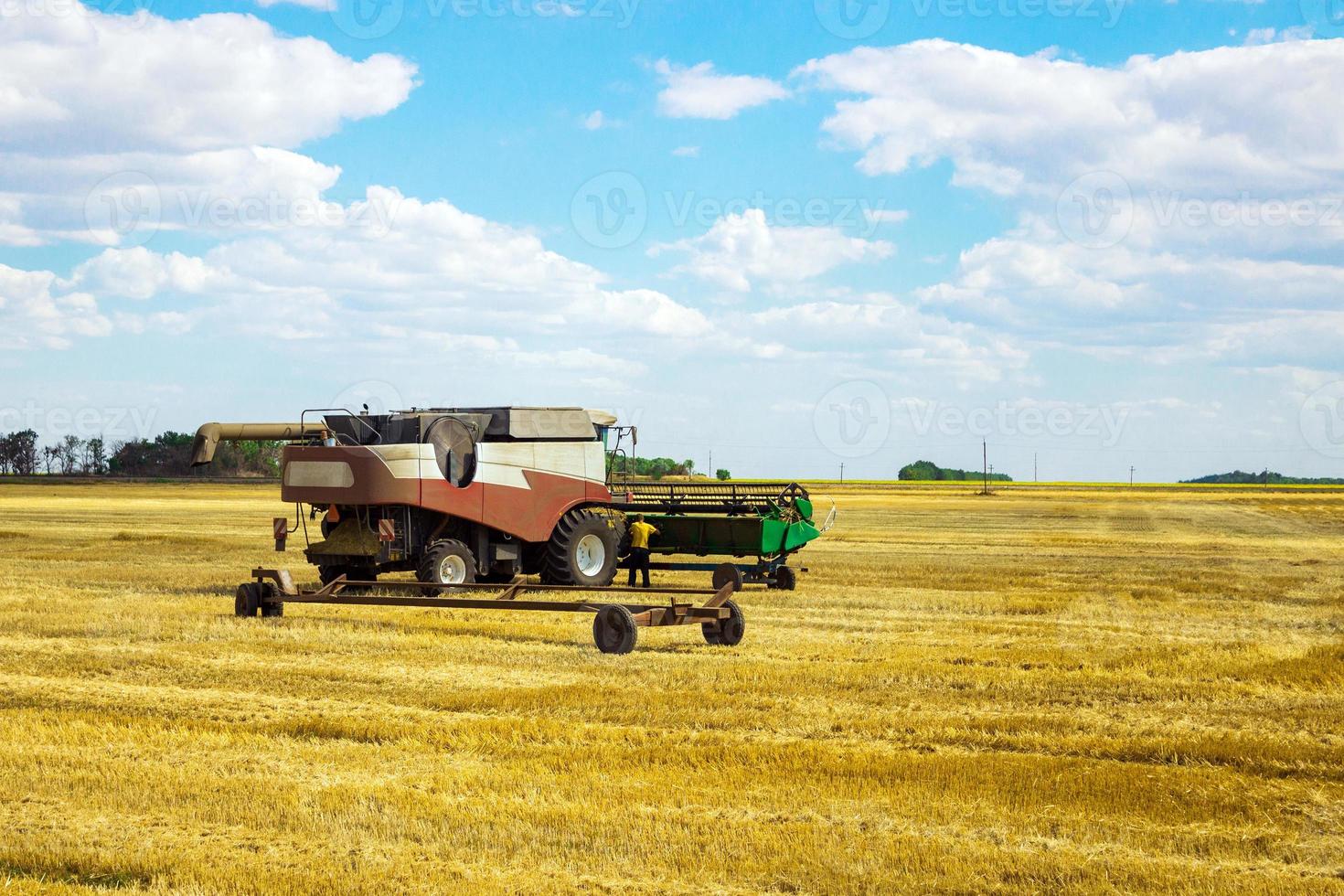 Kombain collects on the wheat crop. Agricultural machinery in the field. Grain harvest. photo