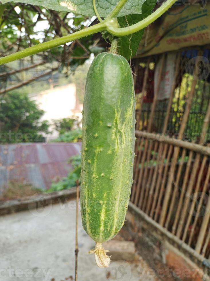 Fresh cucumbers growing on the plant photo