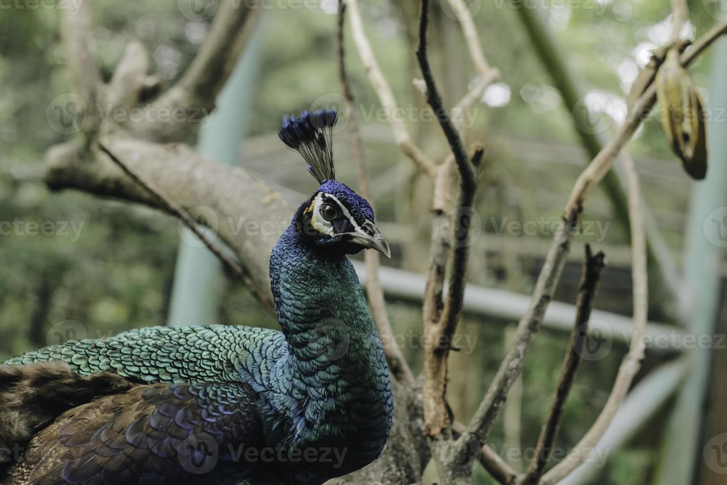 A portrait of a peacock or a blue peafowl, a large and brightly colored bird, is a species of peafowl native to South Asia, but also in many other parts of the world. photo