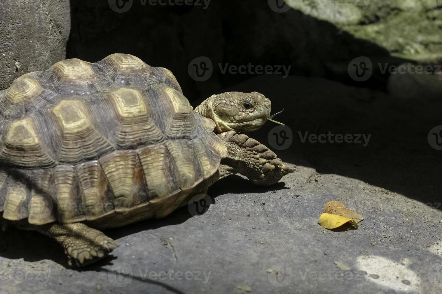 African Sulcata Tortoise resting in the garden, Africa spurred tortoise to sunbathes on the ground with his protective shell photo