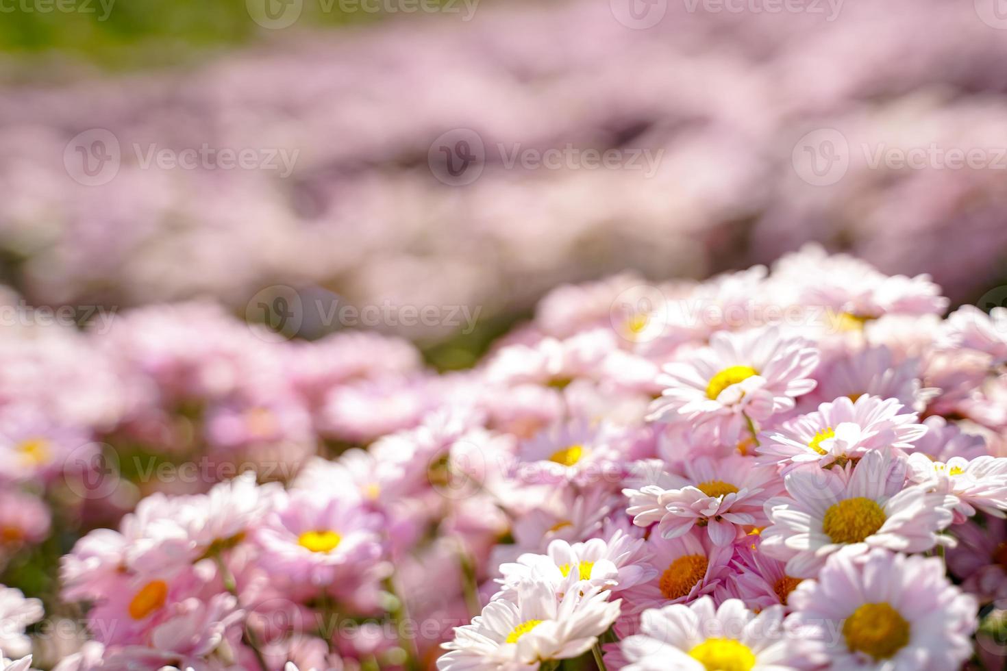 beautiful white daisies  symbol of pure heart  innocence and friendship photo